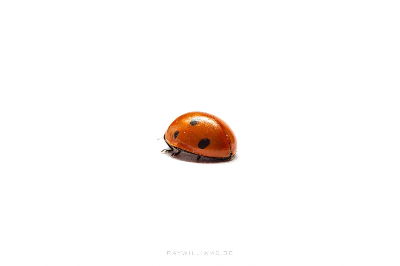 Ladybug just walking away